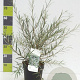 Salix rosmarinifolia 60-80 cm 4,5L