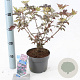 Sambucus nigra Black Beauty 30-40 cm 2,0L