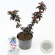 Sambucus nigra Black Tower 25-30 cm 2,0L