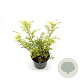 Sambucus nigra Golden Tower 30-40 cm 3,0L