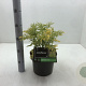 Sambucus nigra Golden Tower 30-40 cm 5,0L