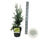 Sequoia s. 'Adpressa' 50-60 cm 6L
