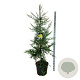 Sequoia s. 'Adpressa' 170-200 cm cont. 55L extra