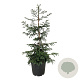 Sequoia s. 'Cantab' 100-125 cm 30L extra