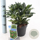 Skimmia j. Rubesta Giant Pink 20-25 cm 2,0L