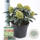 Skimmia j. White Globe 20-25 cm 2,0L