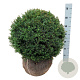 Taxus baccata 50-55 cm met kluit bol