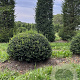 Taxus baccata 130-140 cm draadkluit bol
