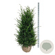 Taxus baccata 140-160 cm met kluit extra