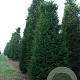 Taxus baccata 225-250 cm draadkluit solitair opgeknipt