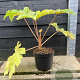 Tetrapanax papyrifer 'Rex' 40-50 cm 7,5L