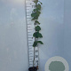Tilia cordata 80-100 cm 2,0L
