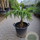 Trachycarpus fortunei 40 cm stam container