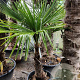 Trachycarpus fortunei 60 cm stam container