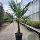 Trachycarpus fortunei 70 cm stam container