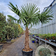Trachycarpus fortunei 110 cm stam container