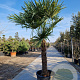 Trachycarpus fortunei 120 cm stam container