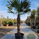 Trachycarpus fortunei 120 cm stam container