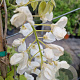 Wisteria brach. 'Shiro Kapitan' 175-200 cm 10L