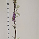 Wisteria frut. 'Amethyst Falls' 175-200 cm 5,0L