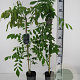 Wisteria sinensis 'Prolific' 80-100 cm rozenpot 2L