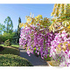 Wisteria val. Grande Diva Barbara 150-175 cm vierkant rond 5,5L