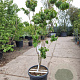Cornus florida rubra 120-140 cm 30L