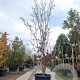 Cornus florida rubra 300-350 cm cont. 110L