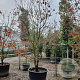 Cornus florida rubra 350-400 cm container solitair 2-3 tak