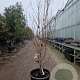 Cornus kousa chinensis 175-200 cm container meerstammig