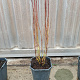 Cornus sericea 'Kelseyi' 30-40 cm 2,0L