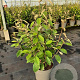 Elaeagnus ebbingei 60-70 cm 10L