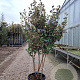 Elaeagnus ebbingei 175-200 cm container piramide