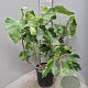 Ficus carica 60-80 cm 10L