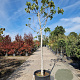 Ficus carica 120 cm stam container 18-20