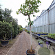Ficus carica 180 cm stam container 25-30