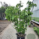 Ficus carica 150-175 cm container meerstammig
