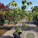 Ficus carica 150-175 cm container meerstammig
