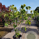 Ficus carica 150-175 cm container meerstammig
