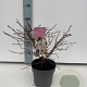 Prunus incisa 'Kojou-no-mai' 25-30 cm 2,0L