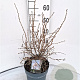 Prunus incisa 'Kojou-no-mai' 30-40 cm 5,0L