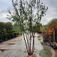 Prunus serrula 250-300 cm draadkluit meerstammig solitair