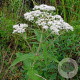 Eupatorium perfoliatum GM P9