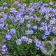 Scabiosa Kudo Blue GM P9
