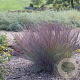 Schizachyrium s. 'Blue Paradise' GM P9