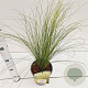 Stipa tenuissima 'Ponytails' 20-30 cm 2,5L