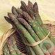 Asperge Precoce de argentuil GM Per 75 Zaden