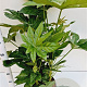 Fatsia japonica 60-80 cm 7,5L