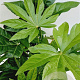 Fatsia japonica 60-80 cm 7,5L