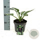 Hosta 'Francee' GM 2,0L